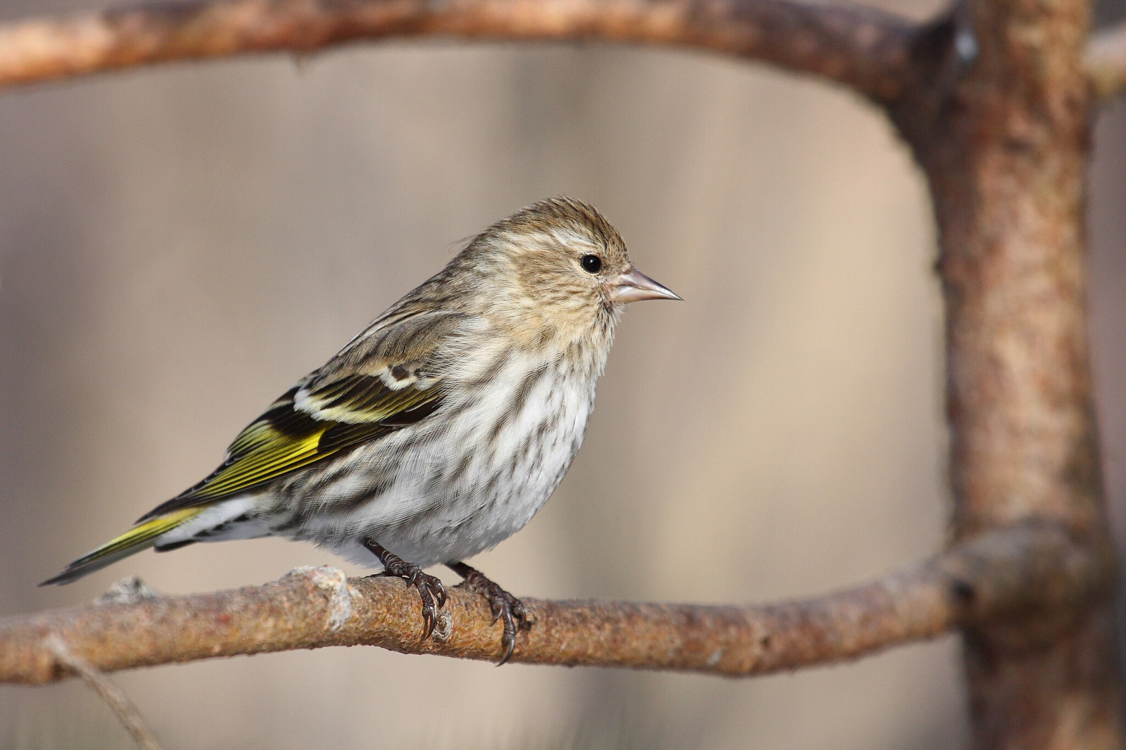image Pine Siskin